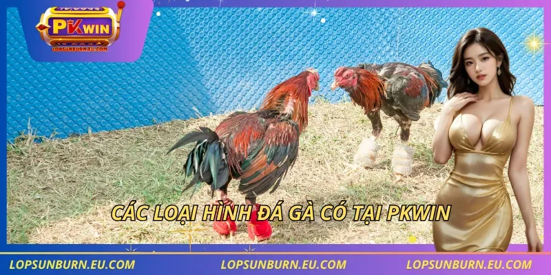 Các loại hình đá gà có tại PKWIN