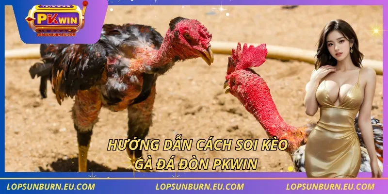 Hướng dẫn cách soi kèo gà đá đòn PKWIN