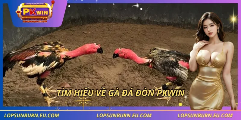 Tìm hiểu về gà đá đòn PKWIN